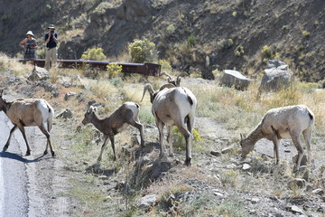 Big Horn Sheep, wildlife, mammals, Yellowstone, Grand Teton, National Park, America, USA, nature