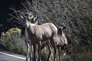 Big Horn Sheep, wildlife, mammals, Yellowstone, Grand Teton, National Park, America, USA, nature