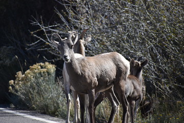 Naklejka na ściany i meble Big Horn Sheep, wildlife, mammals, Yellowstone, Grand Teton, National Park, America, USA, nature