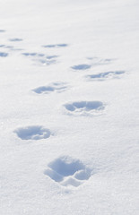 冬　雪　足跡　素材