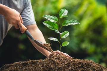 Planting trees passion fruit hands watering and good quality soil