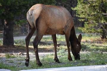 Obraz premium Elk, wildlife, mammals, Yellowstone, Montana, National Park