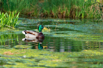 Stockente im Naturteich