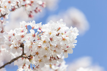 桜の花