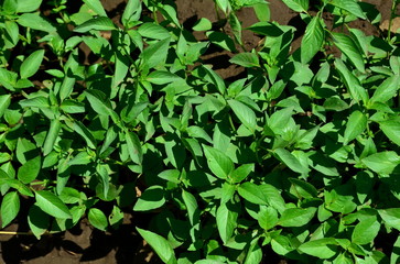 
The basil lemon grass spontaneously grows on a sunny day.