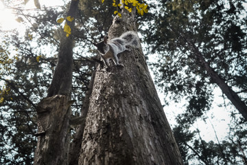 epic squirrel on tree