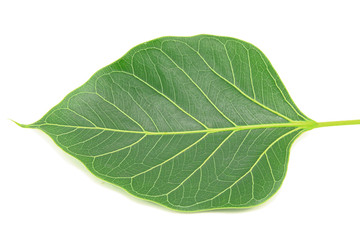 Fototapeta na wymiar Green bodhi leaf isolated on white background