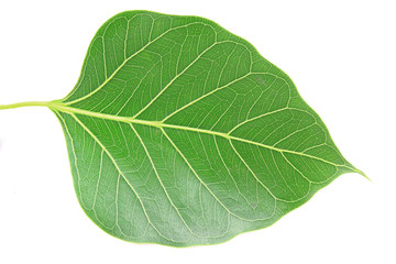 Obraz premium Green bodhi leaf isolated on white background