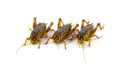 Gryllidae ,Orthoptera isolated on white background