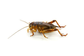 Gryllidae ,Orthoptera isolated on white background