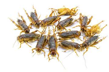 Gryllidae ,Orthoptera isolated on white background