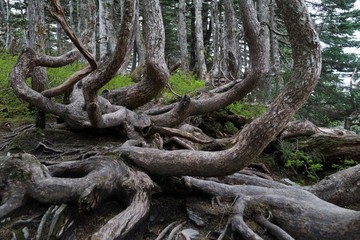 Obraz premium Unusual shape or tree trunks at Mount Roberts, Alaska, close up