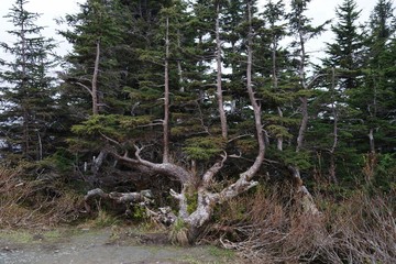 Unusual shape or tree trunks at Mount Roberts, Alaska