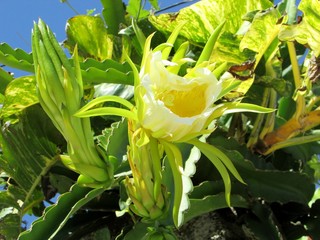 flor de cacto