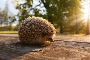 Cute hedgehog exploring outside © Keith Klosterman