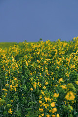 colza rapeseed field landsacpe