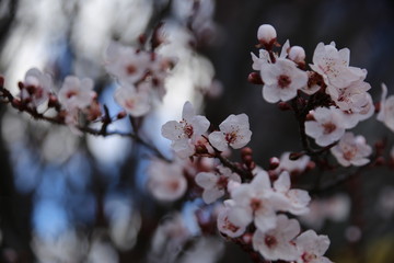 Pink Tree Blossoms