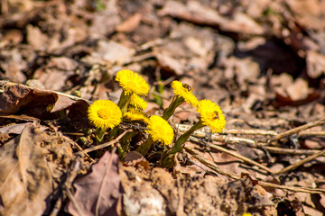 Tussilago farfara, commonly known as coltsfoot in April in the spring