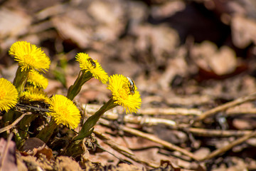 Tussilago farfara, commonly known as coltsfoot in April in the spring