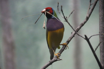 Red Green Purple and Gold Bird