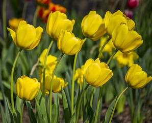 Yellow tulips in spring time