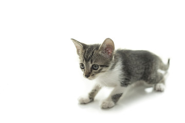 Fototapeta premium Close up portrait of cat kitten. 