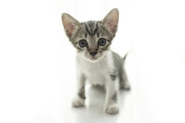 Close up portrait of cat kitten.
