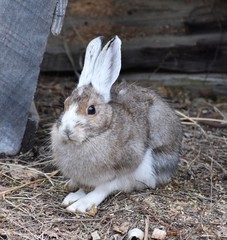 Brown and white wild bunny rabbit