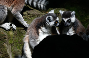  In the zoo bred Lemur catta