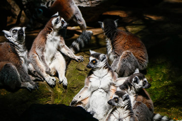 Obraz premium In the zoo bred Lemur catta