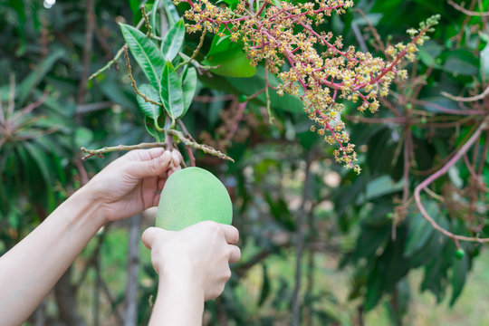 fresh thai mangoes in garden with blue sky background