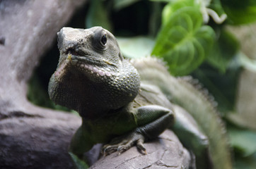 A green lizard sits on a rock.