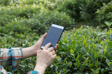 taking photo of tea leaves in spring
