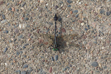 Green-eyed dragonfly on gravel