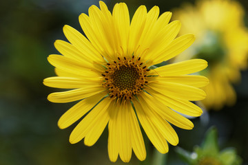 A close-up of a cup plant