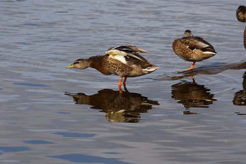 A duck getting ready to fly