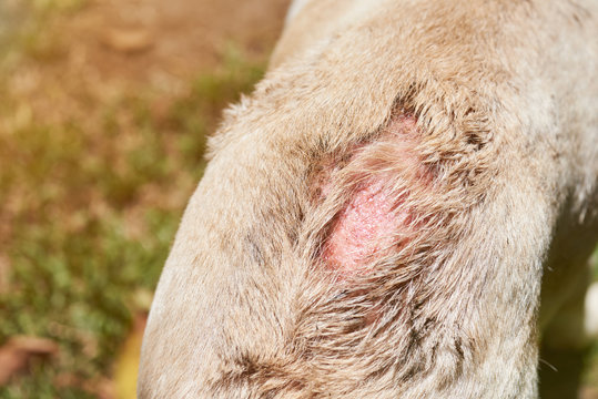 Damaged Skin On Dog Back