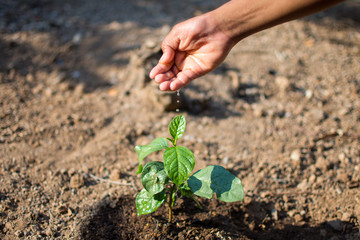 hand holding water with nature background, save the world and World Environment Day concept at sunny day. subject is blurred.