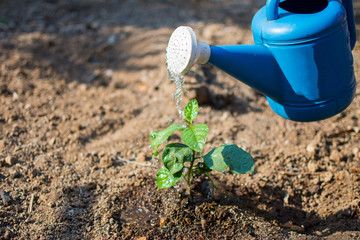 plant and shower water, save the world and World Environment Day concept at sunny day. subject is...