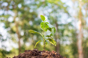 plant with bokeh and nature background, save the world and World Environment Day concept at sunny day. subject is blurred.