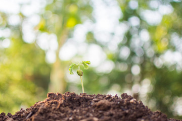 plant with bokeh and nature background, save the world and World Environment Day concept at sunny day. subject is blurred.