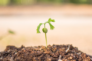 plant with bokeh and nature background, save the world and World Environment Day concept at sunny day. subject is blurred.