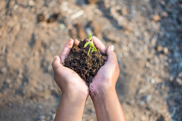 hand holding plant with nature background, save the world and World Environment Day concept at...