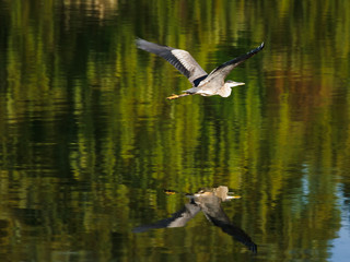 Blue Heron Over Green Waters - Morning