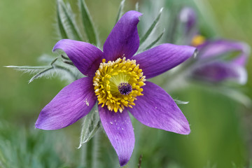 pulsatilla vulgaris