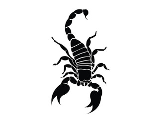 Scorpion illustration