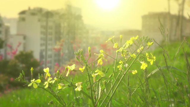 Bright sunny landscape. Flowers on the city background. Full HD 1080p