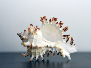 Conch shell isolated