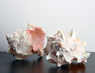 Conch shells isolated