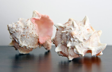 Fototapeta na wymiar Conch shells isolated
